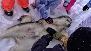 Found a Wolf in the Snow!!! Kids Want to Keep Him...