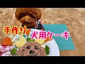 【手作り犬のケーキ】バレンタイン♡愛犬に贈る愛情たっぷりケーキを作ってみた♡トイプードルのサラ Valentine's-Day Homemade dog cake