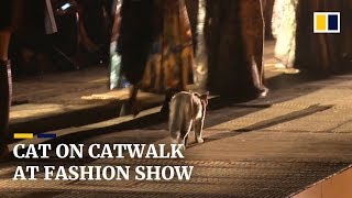 Cat makes an appearance on a fashion catwalk and steals the show