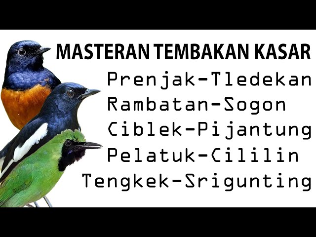 Tembakan Kasar ||| Burcil ||| Tambahan Suara Srigunting ||| class=