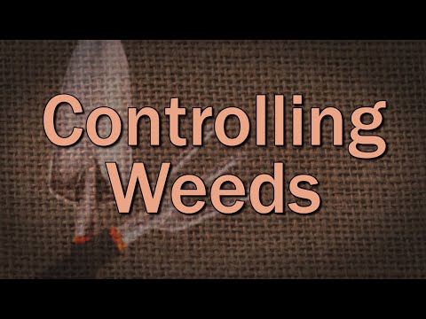 Video: Kontrollera Maidencane Weeds: Understanding Maidencane odlingsförhållanden