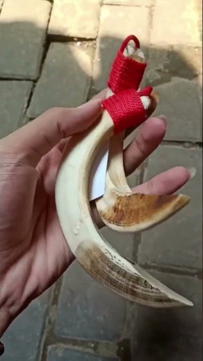 Taring Babi Jumbo 14cm #kalungetnik #kalungtaringbabi #taringbabiasli #aksesories