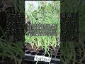 【家庭菜園】極早生タマネギ　セル苗で植え付けらくらく　おまかせ菜園フクダ流