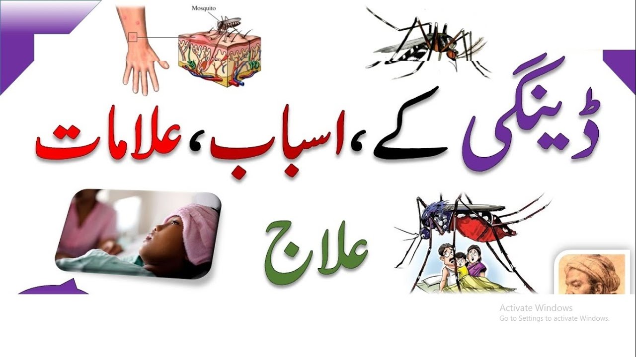 essay dengue virus in urdu