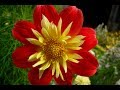 Summer flowers- Beautiful Dahlias