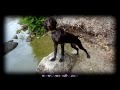 Cachorro Braco Aleman ¿Jugando? | German Shorthaired Pointer Puppy Playing | bonviedro.com