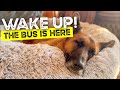 Wake up the doggy bus is here