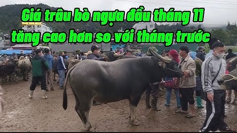 Ngày 1/11/2025 cập nhật giá trâu bò ngựa Bắc Hà mới nhất 