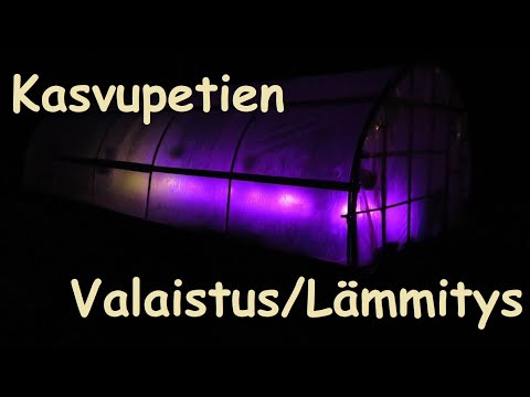 Video: Rypsälajikkeiden Ominaisuudet Lämmittämättömissä Kasvihuoneissa