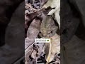 POV 26/05/2026 : 🐸 dans le jardin