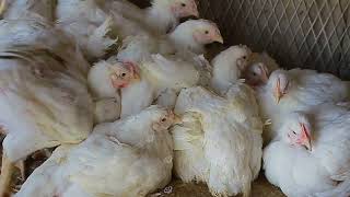 بسبب زيادة علف الدواجن أسعار الدجاج ترتفع في الأسواق بجالو  LCNA