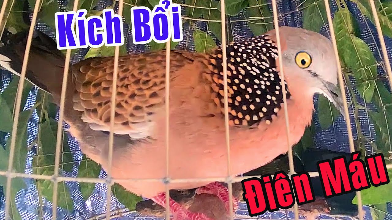 Cu gáy kích bổi nhanh nổi| Cu gáy mồi cây THÚC,GÙ kích bổi/kích mồi Điên Máu nhanh gáy