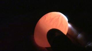 Candling Chick Eggs  Day 7