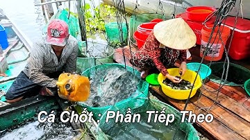 Cá Chốt Đen Kín Đồng Trà Sư  Nghề Đặt Dớn Mùa Nước Nổi 2025