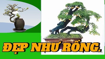 Bonsai dáng thân cong đẹp như rồng uốn lượn#bonsai #caycanh #bonsaivietnam #dangsau #dangcong