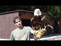 J'AI ADOPTÉ UN AIGLE !