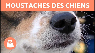 Est-il possible de couper les moustaches d'un chien ?