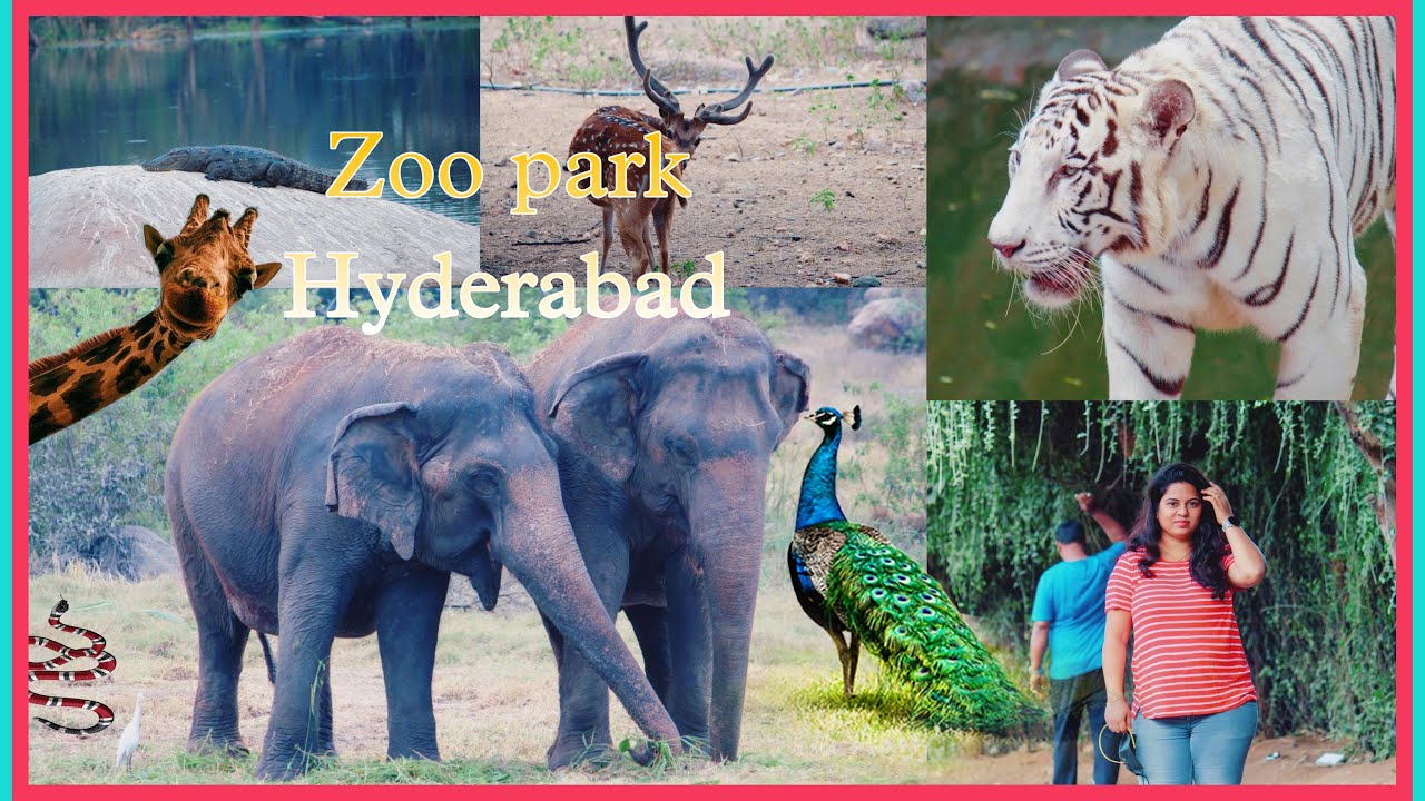 jungle safari hyderabad