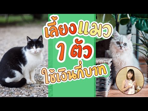 วีดีโอ: การเลี้ยงแมวมีค่าใช้จ่ายเท่าไหร่?