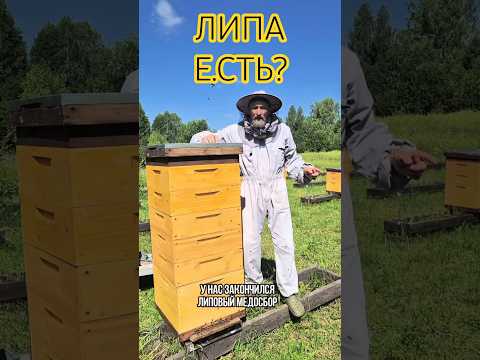 А ЕСТЬ ЛИ ЛИПА?