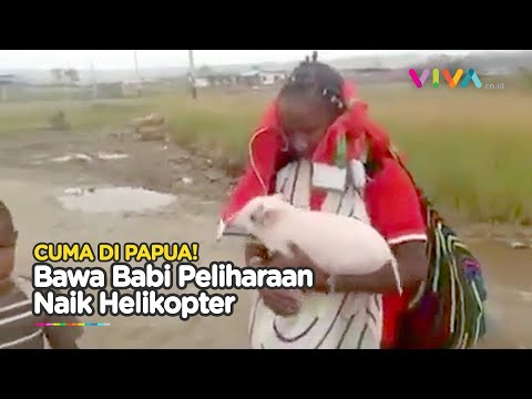 Uniknya Alam Papua, Bawa Babi Peliharaan Terbang Naik Pesawat