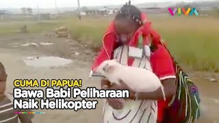 Uniknya Alam Papua, Bawa Babi Peliharaan Terbang Naik Pesawat