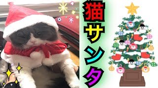 ネコにサンタクロースのコスプレ着せたら超絶可愛かった【メリークリスマス】