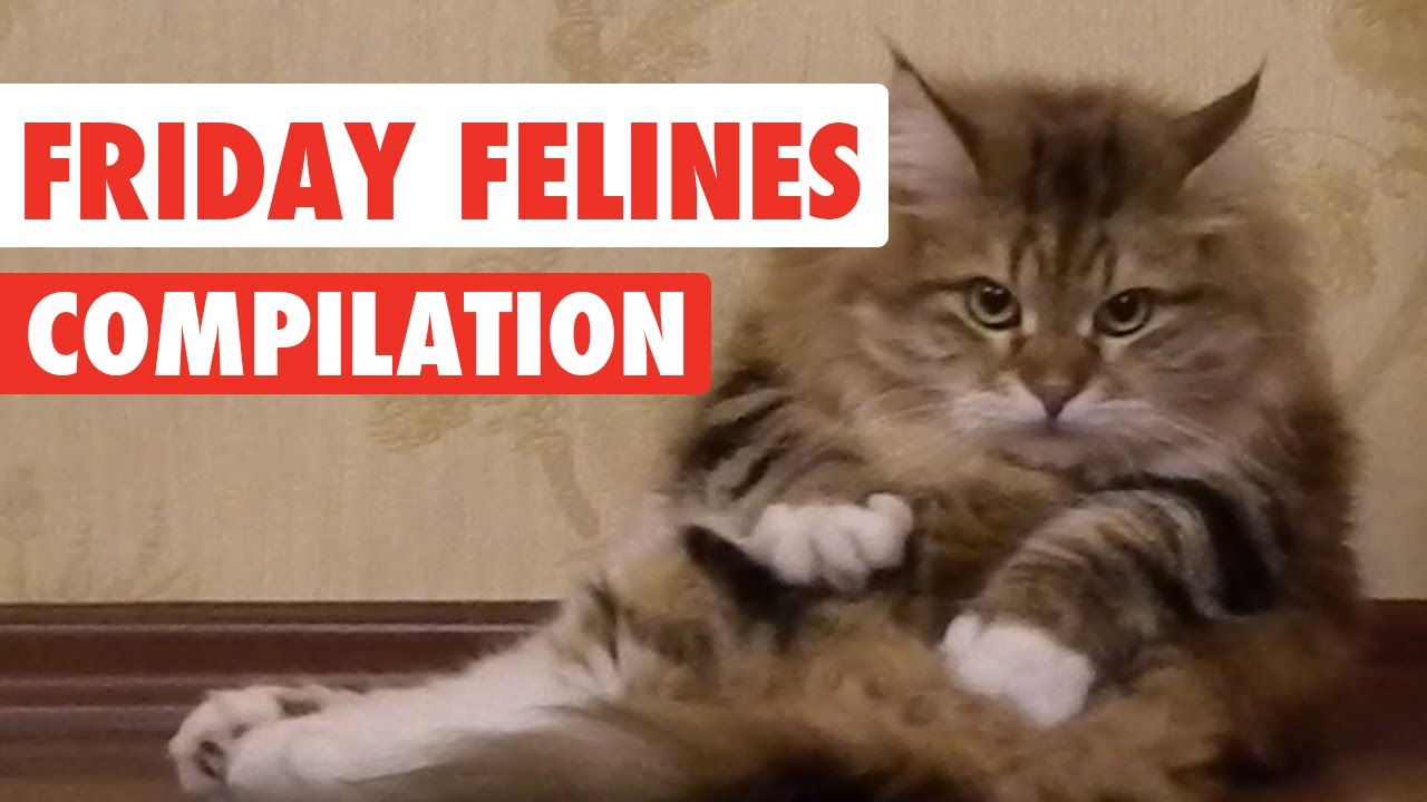 Funny Friday Felines Video Compilation 2017 - YouTube