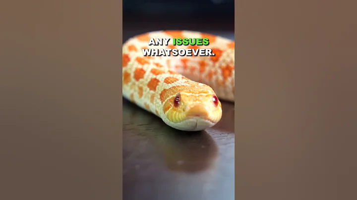 What Sort Of Appetite Should You Expect From Hognose Snakes?