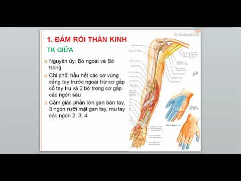 Thần kinh chi trên - chi dưới