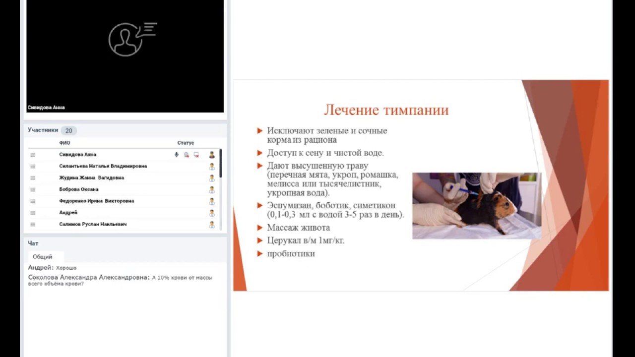 Болезни хомяков, крыс, морских свинок. Правила приема, диагностика, лечение.