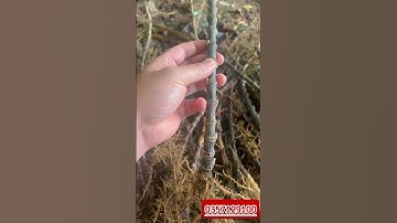 Cây trúc tím Hà Giang - liên hệ 0357129100