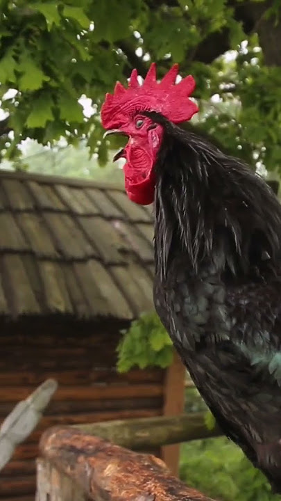 rooster crowing kuku koo#shorts #youtube