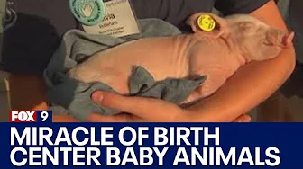 Miracle of Birth centers present baby animals at the Minnesota State Fair thumbnail