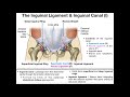 Anatomy | The Inguinal Ligament & Inguinal Canal