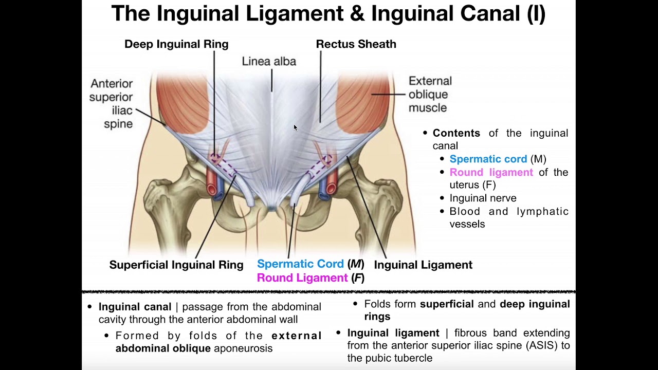 4.Inguinal canal, Testes and Scrotum - Inguinal region = region of  abdominal wall between the - Studocu