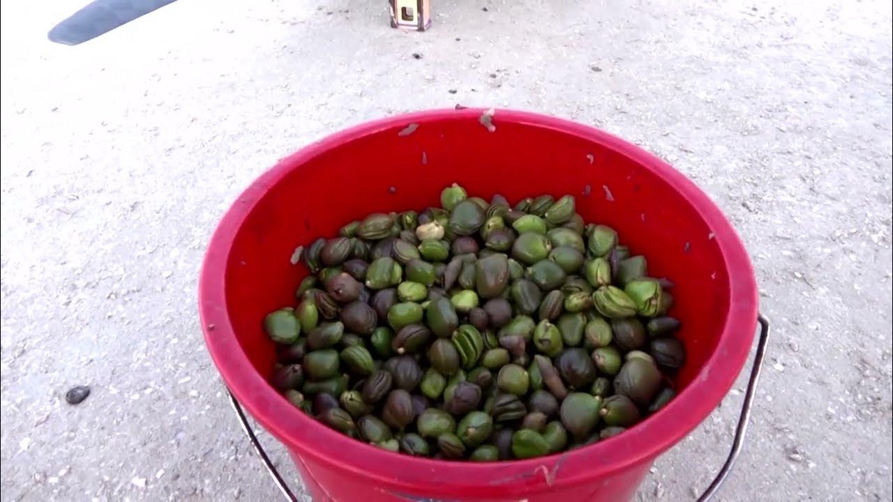 Abu Dhabi accelerates mangrove planting using drones YouTube