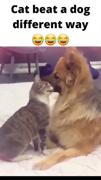 cat-and-dog-funny-video-cat-beat-a-dog-funny-video