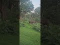 കാട്ടനകൂട്ടം റോഡിൽ 😮 #viralvideo #lifeisbutadream #travel