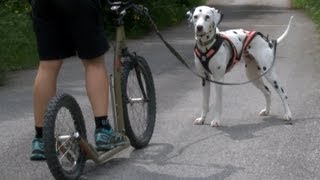 Dogscooting: So werden Sie gemeinsam mit ihrem Hund fit!