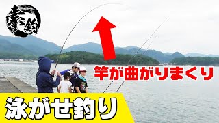 【素釣】泳がせ釣りをしてみたら何かきた！【げきちゃんねる】