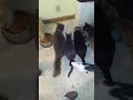 A buddy said he had a lot of cats, then invited me inside for feeding time...