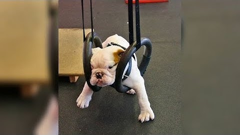 BEST GYMNASTICS FAILS you
