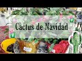 Mis Cactus de Navidad y sus Cuidados