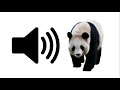 Panda  sound effect  prosounds