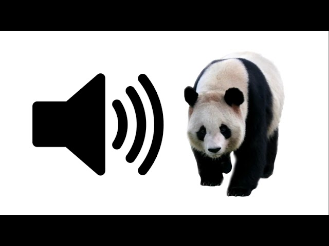 Panda - Sound Effect | ProSounds class=