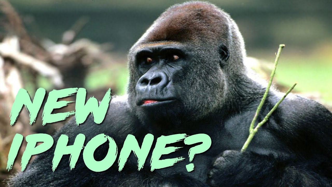 Louisville Zoo Gorilla Mesmerized By Smartphones - YouTube