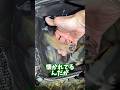 新鮮なイカで沖漬け作る #shorts #釣り