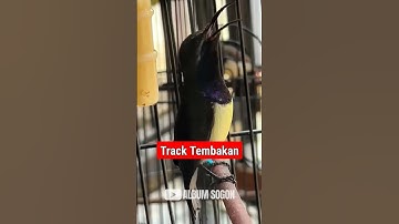 SOGON TRACK TEMBAKAN‼️