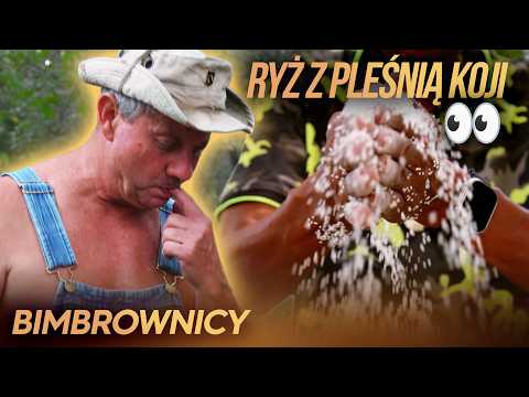 MOLDY RICE IS THE BASE FOR MOONSHINE STARTER❓| Moonshiners